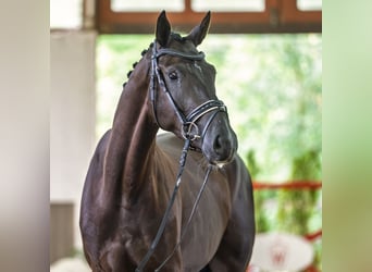 Koń westfalski, Wałach, 3 lat, 167 cm, Kara