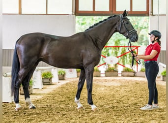 Koń westfalski, Wałach, 3 lat, 167 cm, Kara