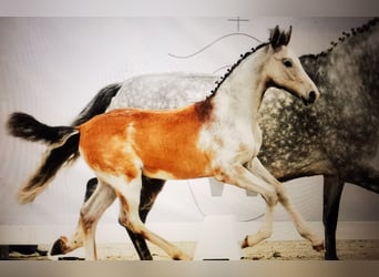 Koń westfalski, Wałach, 3 lat, 167 cm, Siwa