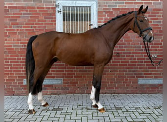 Koń westfalski, Wałach, 3 lat, 168 cm, Gniada