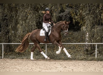 Koń westfalski, Wałach, 3 lat, 170 cm, Ciemnokasztanowata