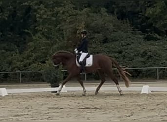 Koń westfalski, Wałach, 3 lat, 170 cm, Ciemnokasztanowata