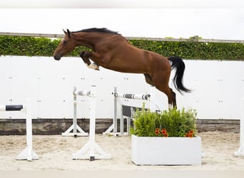 Koń westfalski, Wałach, 3 lat, 170 cm, Gniada