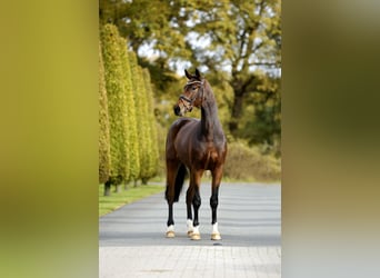 Koń westfalski, Wałach, 3 lat, 170 cm, Gniada