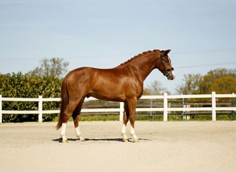 Koń westfalski, Wałach, 3 lat, 170 cm, Kasztanowata