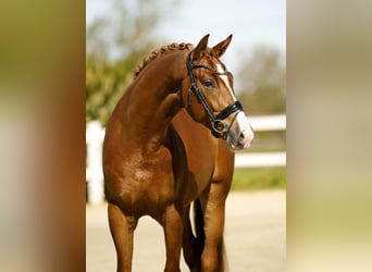Koń westfalski, Wałach, 3 lat, 170 cm, Kasztanowata