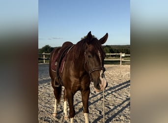 Koń westfalski, Wałach, 3 lat, 170 cm, Kasztanowata