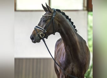 Koń westfalski, Wałach, 3 lat, 171 cm, Skarogniada