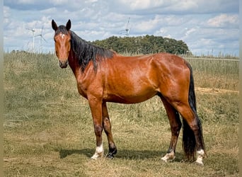 Koń westfalski, Wałach, 3 lat, 172 cm, Gniada