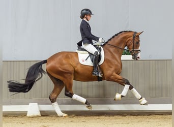 Koń westfalski, Wałach, 3 lat, 175 cm, Gniada