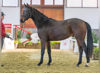 Koń westfalski, Wałach, 3 lat, Gniada