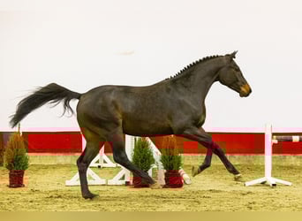 Koń westfalski, Wałach, 4 lat, 162 cm, Ciemnogniada