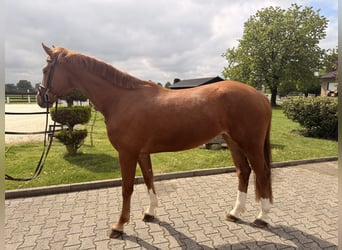 Koń westfalski, Wałach, 4 lat, 162 cm, Kasztanowata