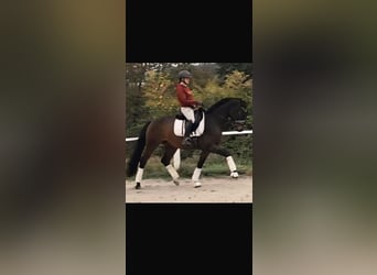 Koń westfalski, Wałach, 4 lat, 163 cm, Gniada