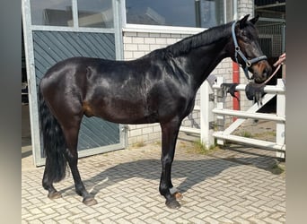 Koń westfalski, Wałach, 4 lat, 163 cm, Skarogniada