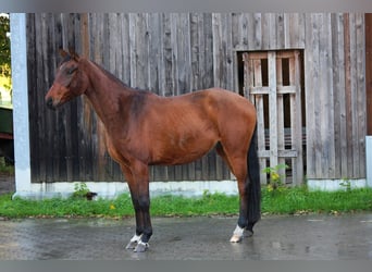 Koń westfalski, Wałach, 4 lat, 164 cm, Gniada