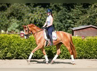 Koń westfalski, Wałach, 4 lat, 164 cm, Kasztanowata