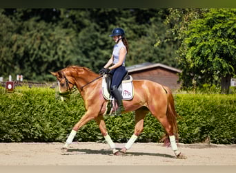 Koń westfalski, Wałach, 4 lat, 164 cm, Kasztanowata