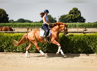Koń westfalski, Wałach, 4 lat, 164 cm, Kasztanowata