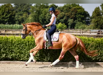 Koń westfalski, Wałach, 4 lat, 164 cm, Kasztanowata