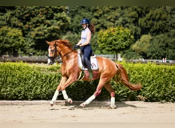 Koń westfalski, Wałach, 4 lat, 164 cm, Kasztanowata