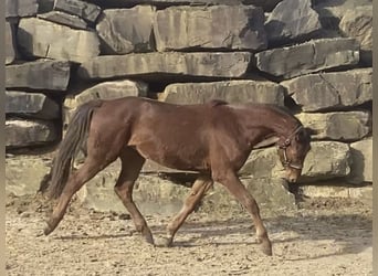 Koń westfalski, Wałach, 4 lat, 165 cm, Cisawa