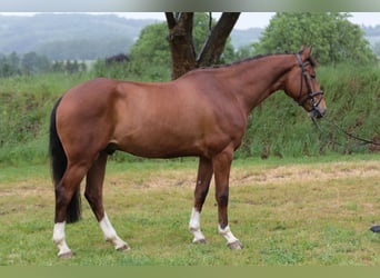 Koń westfalski, Wałach, 4 lat, 165 cm, Gniada