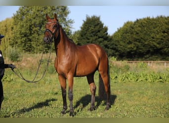Koń westfalski, Wałach, 4 lat, 165 cm, Gniada