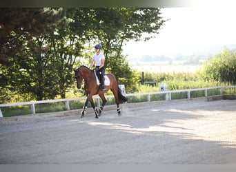 Koń westfalski, Wałach, 4 lat, 165 cm, Gniada