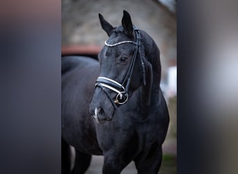 Koń westfalski, Wałach, 4 lat, 165 cm, Kara