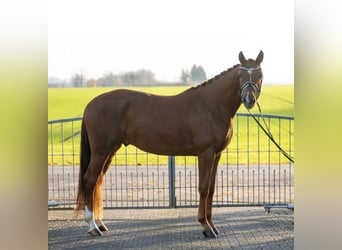 Koń westfalski, Wałach, 4 lat, 165 cm, Kasztanowata