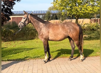 Koń westfalski, Wałach, 4 lat, 165 cm, Siwa