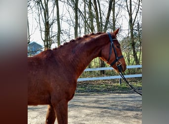 Koń westfalski, Wałach, 4 lat, 166 cm, Ciemnokasztanowata