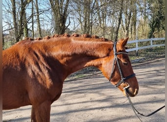 Koń westfalski, Wałach, 4 lat, 166 cm, Ciemnokasztanowata