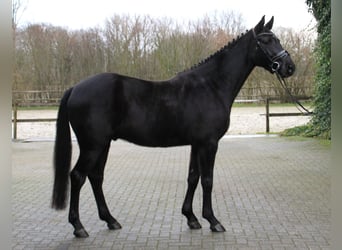 Koń westfalski, Wałach, 4 lat, 166 cm, Kara