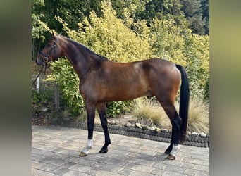 Koń westfalski, Wałach, 4 lat, 167 cm, Ciemnogniada