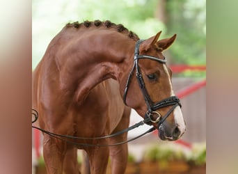 Koń westfalski, Wałach, 4 lat, 167 cm, Kasztanowata