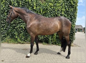 Koń westfalski, Wałach, 4 lat, 168 cm, Gniada