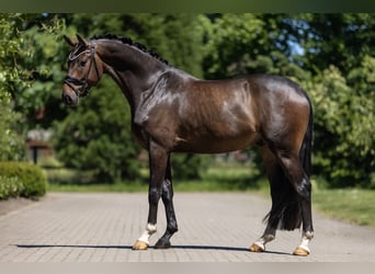 Koń westfalski, Wałach, 4 lat, 168 cm, Gniada