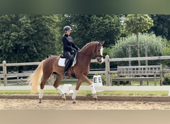 Koń westfalski, Wałach, 4 lat, 168 cm, Kasztanowata