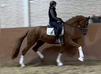 Koń westfalski, Wałach, 4 lat, 168 cm, Kasztanowata