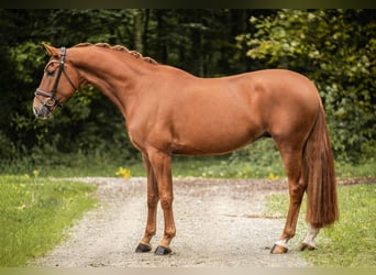 Koń westfalski, Wałach, 4 lat, 168 cm, Kasztanowata