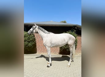 Koń westfalski, Wałach, 4 lat, 168 cm, Siwa