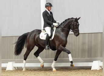 Koń westfalski, Wałach, 4 lat, 168 cm, Skarogniada