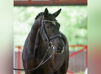 Koń westfalski, Wałach, 4 lat, 168 cm, Skarogniada