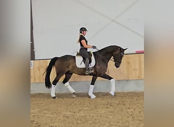 Koń westfalski, Wałach, 4 lat, 169 cm, Ciemnogniada
