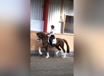 Koń westfalski, Wałach, 4 lat, 169 cm, Ciemnokasztanowata