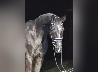 Koń westfalski, Wałach, 4 lat, 169 cm, Kara