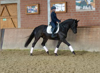 Koń westfalski, Wałach, 4 lat, 169 cm, Kara