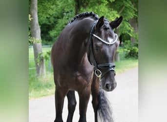 Koń westfalski, Wałach, 4 lat, 169 cm, Kara